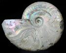 Silver Iridescent Ammonite - Madagascar #36105-1